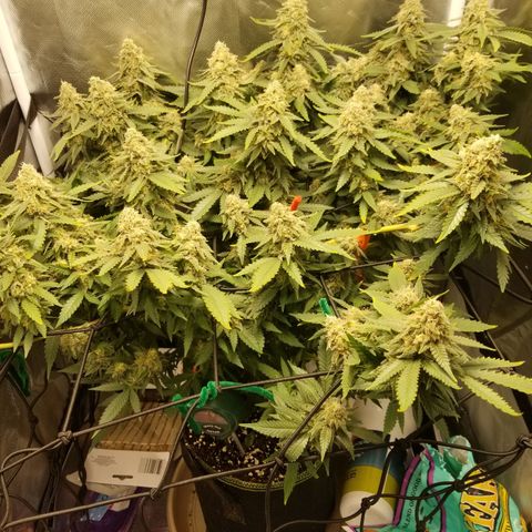 Big bella bud growlog timeline photo
