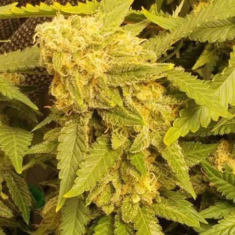 Big bella bud growlog timeline photo