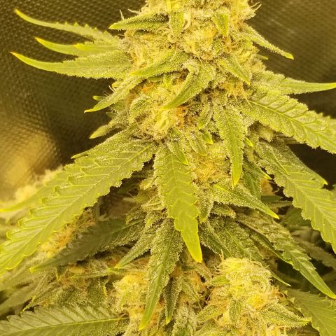 Big bella bud growlog timeline photo
