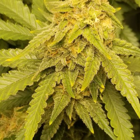 Big bella bud growlog timeline photo