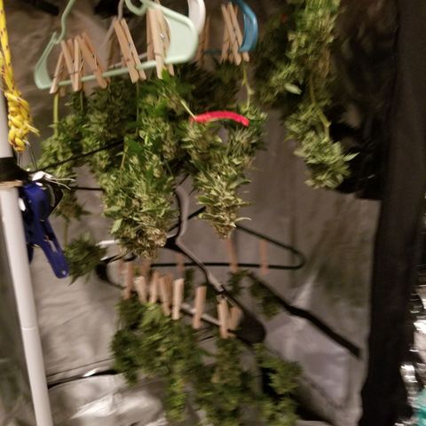 Big bella bud growlog timeline photo