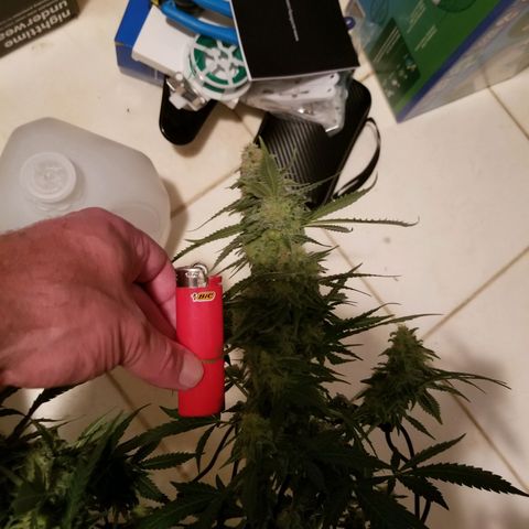 Big bella bud growlog timeline photo