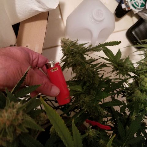 Big bella bud growlog timeline photo