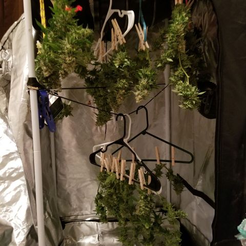 Big bella bud growlog timeline photo