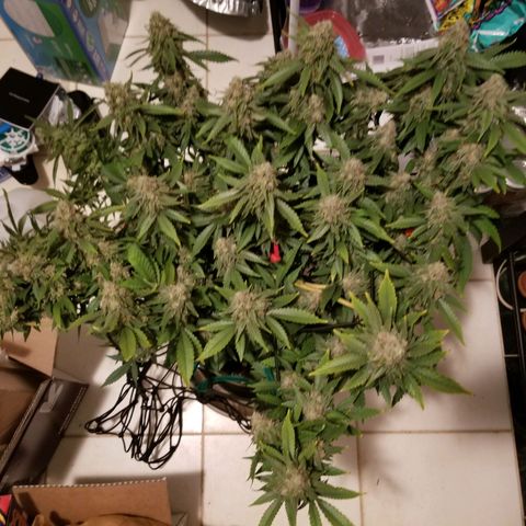 Big bella bud growlog timeline photo
