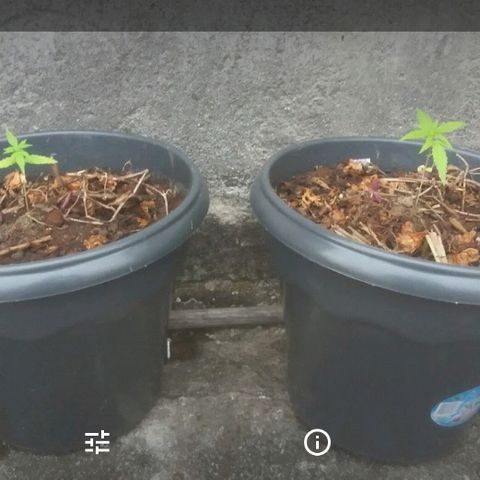 Genética desconhecida growlog photo: Transplante 