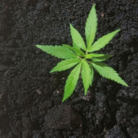 Genética desconhecida growlog timeline photo