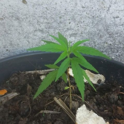 Genética desconhecida growlog timeline photo