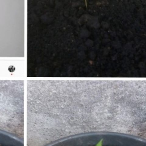 Genética desconhecida growlog photo: Menor 