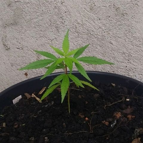 Genética desconhecida growlog timeline photo