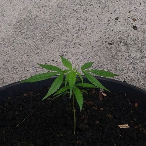 Genética desconhecida growlog timeline photo