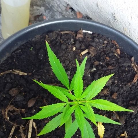 Genética desconhecida growlog timeline photo