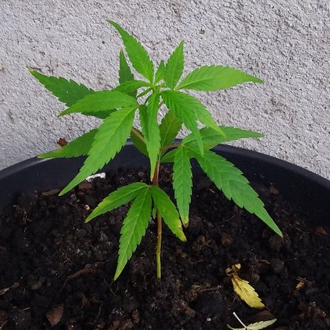 Genética desconhecida growlog timeline photo