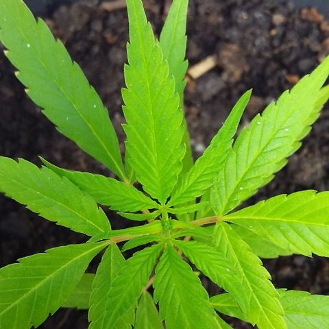 Genética desconhecida growlog timeline photo
