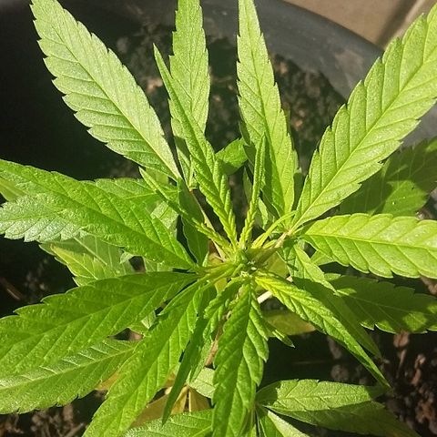 Genética desconhecida growlog photo: Floracao iniciada 