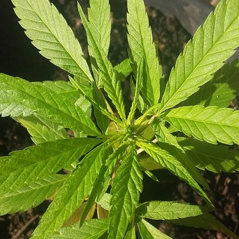 Genética desconhecida growlog photo: Floracao iniciada 