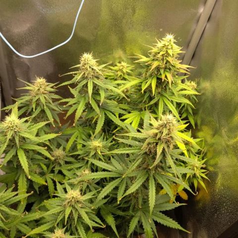 Royal Dwarf growlog timeline photo