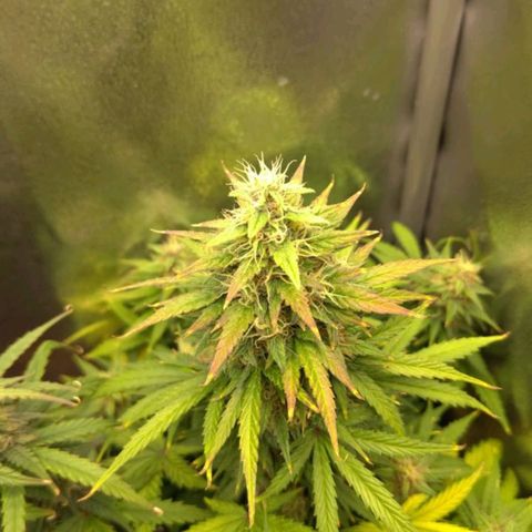 Royal Dwarf growlog timeline photo