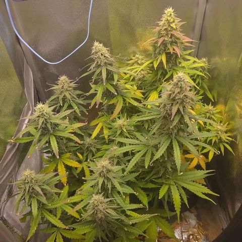 Royal Dwarf growlog timeline photo