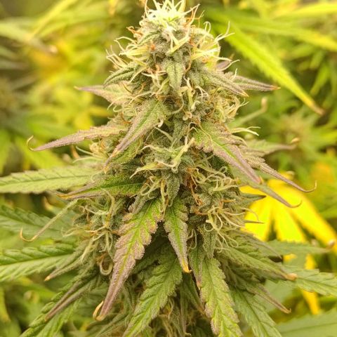 Royal Dwarf growlog timeline photo