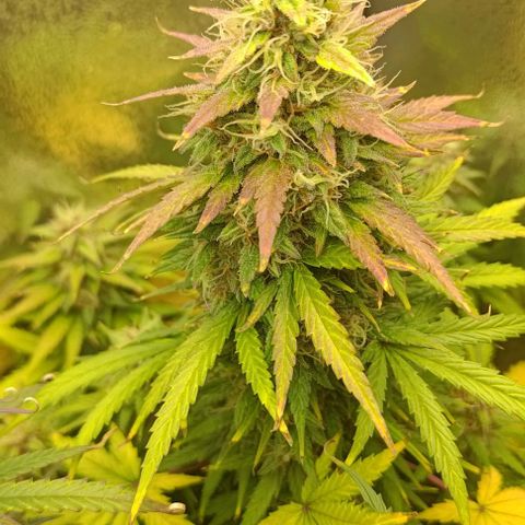 Royal Dwarf growlog timeline photo