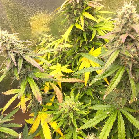 Royal Dwarf growlog timeline photo