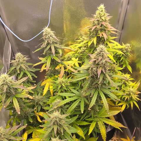 Royal Dwarf growlog timeline photo