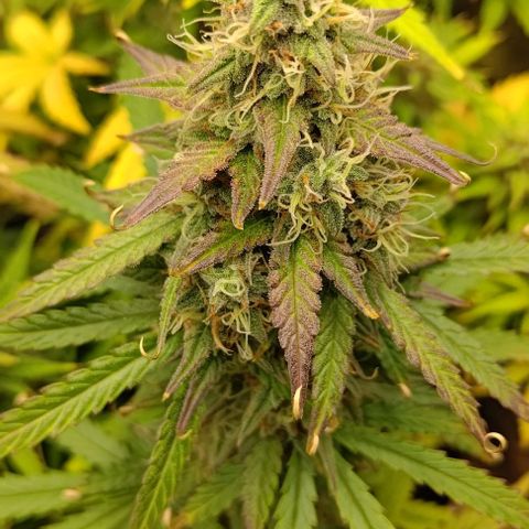 Royal Dwarf growlog timeline photo