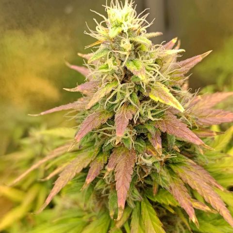 Royal Dwarf growlog timeline photo