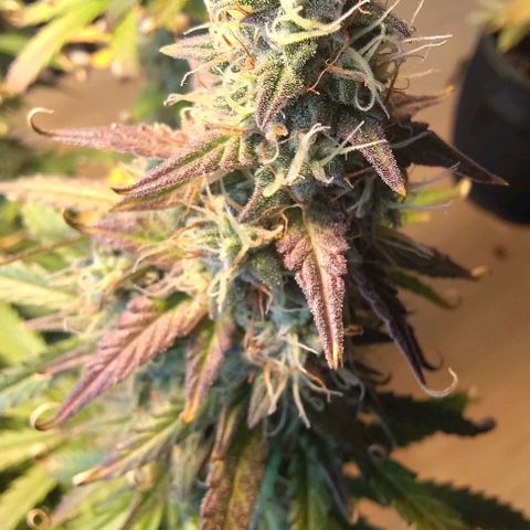 Royal Dwarf growlog photo: No. 2