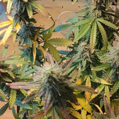 Royal Dwarf growlog timeline photo