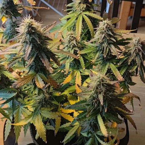 Royal Dwarf growlog photo: No. 2