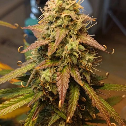 Royal Dwarf growlog timeline photo