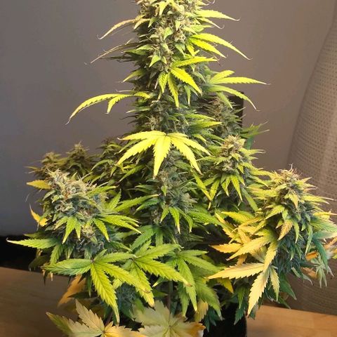 Royal Dwarf growlog photo: No. 1