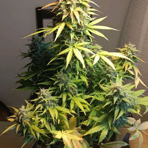 Royal Dwarf growlog photo: No. 1
