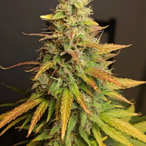 Royal Dwarf growlog photo: No. 1