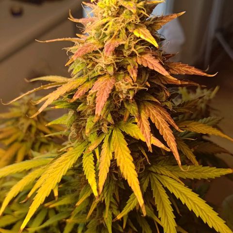 Royal Dwarf growlog photo: No. 1