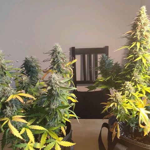 Royal Dwarf growlog timeline photo