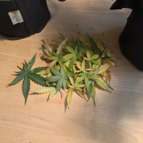 Royal Dwarf growlog photo: Trimming some (not all) fan leaves. Preparing for drying. I will do dry trimming, so I will leave the babies as they are. I did trim some more fan leaves off the big cola to prevent mould.