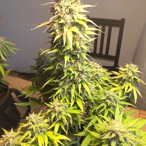 Royal Dwarf growlog photo: Trimming some (not all) fan leaves. Preparing for drying. I will do dry trimming, so I will leave the babies as they are. I did trim some more fan leaves off the big cola to prevent mould.