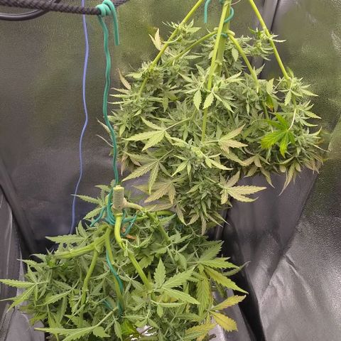 Royal Dwarf growlog timeline photo