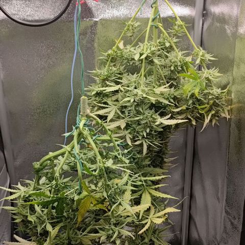 Royal Dwarf growlog timeline photo