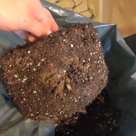 Royal Dwarf growlog photo: Healthy roots, filled out the pot completely.