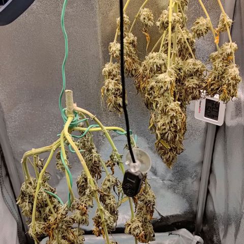 Royal Dwarf growlog timeline photo