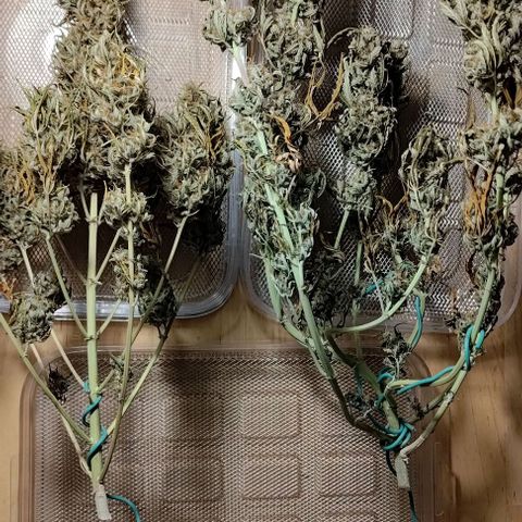 Royal Dwarf growlog photo: 18g/13g/13g (day of dry trimming)