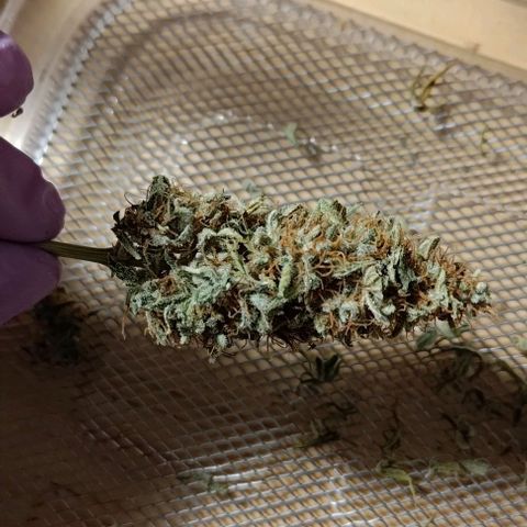 Royal Dwarf growlog photo: 18g/13g/13g (day of dry trimming)