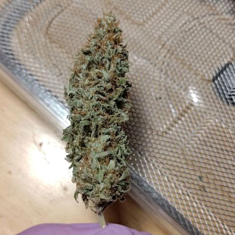 Royal Dwarf growlog photo: 18g/13g/13g (day of dry trimming)