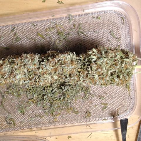 Royal Dwarf growlog photo: 18g/13g/13g (day of dry trimming)