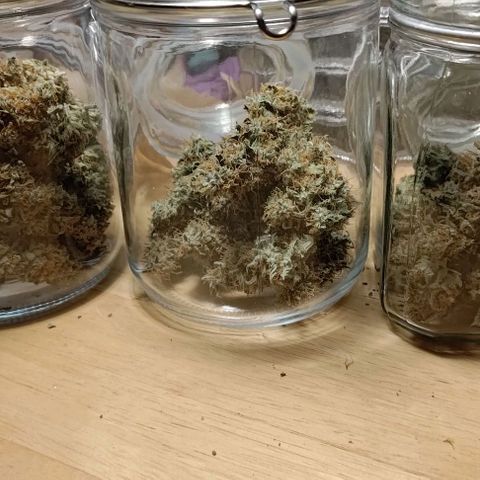 Royal Dwarf growlog photo: 18g/13g/13g (day of dry trimming)