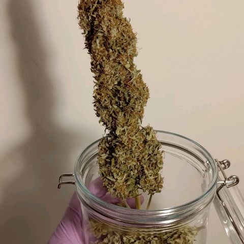 Royal Dwarf growlog photo: 18g/13g/13g (day of dry trimming)